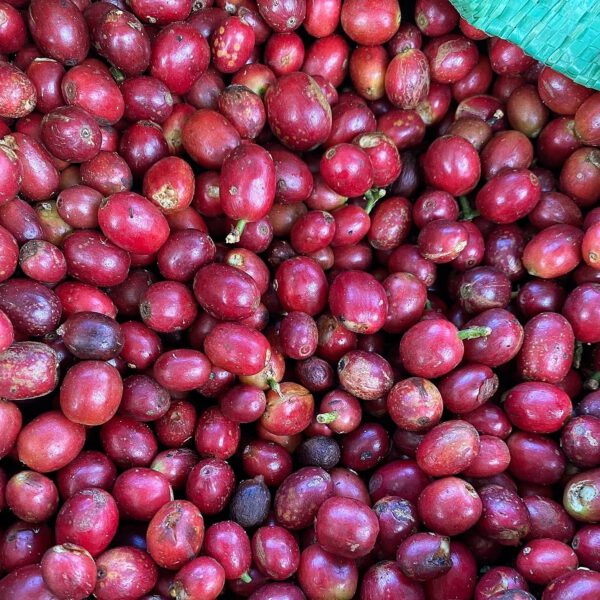 Typica - Fully Washed - Natural Farming