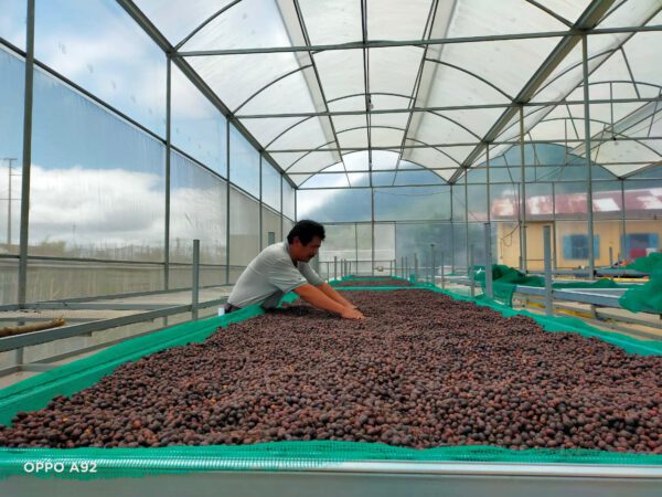 Typica - Fully Washed - Natural Farming – Bild 2