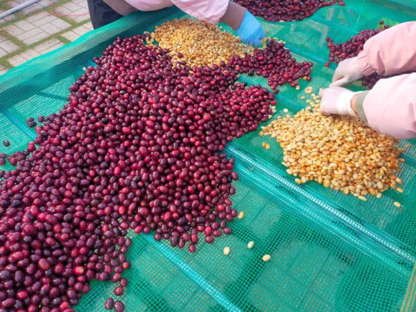 Typica - Fully Washed - Natural Farming – Bild 3