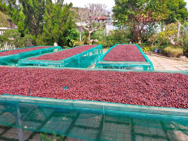 Typica - Fully Washed - Natural Farming – Bild 4