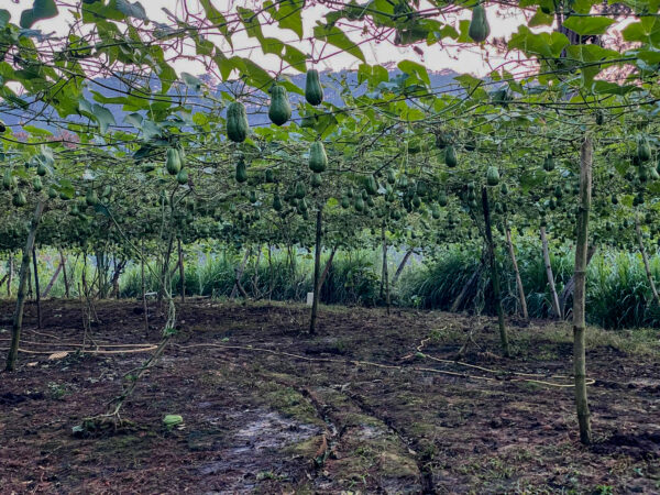 Typica - Fully Washed - Natural Farming – Bild 8
