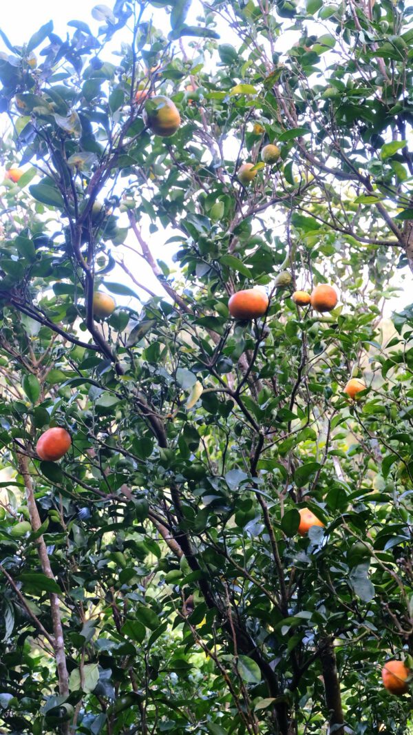 Typica - Fully Washed - Natural Farming – Bild 7
