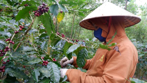 Huong Phung, Quang Tri - Anaerobic Natural - CQI 84+ – Bild 3