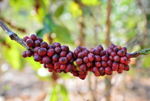 Liberica Natural – Bild 5