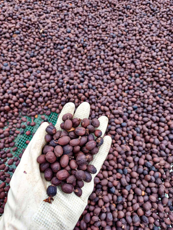 Liberica Anaerobic Natural