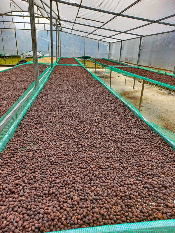 Liberica Natural – Bild 3