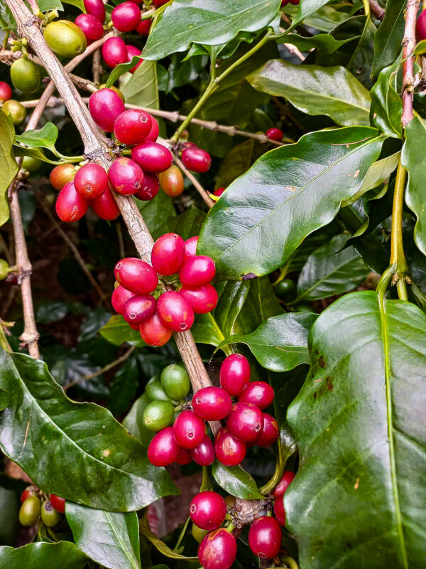Liberica Excelsa Anaerobic Natural – Bild 4
