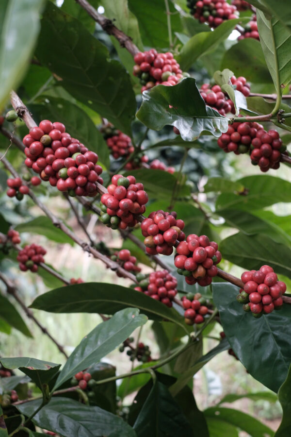 Liberica Excelsa Anaerobic Natural – Bild 6