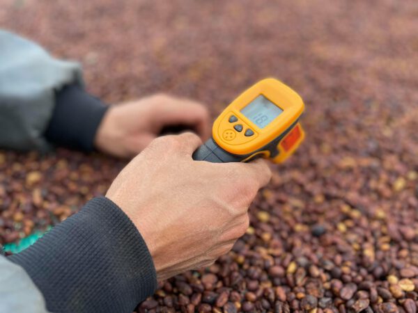 Fine Robusta Black Honey CQI 80+