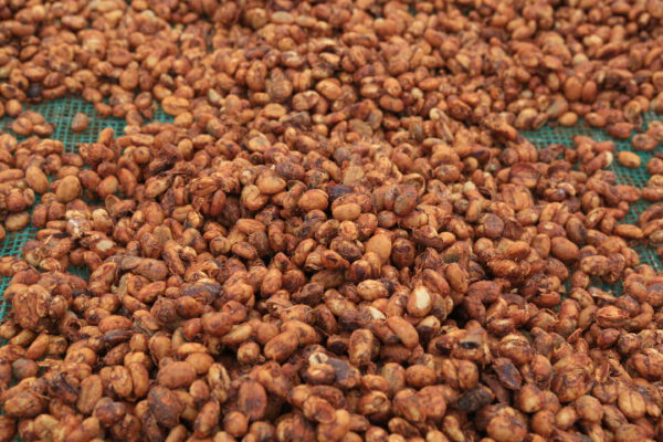 High Quality Robusta Yellow Honey CQI 76-79