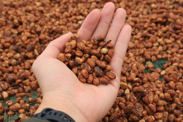 High Quality Robusta Yellow Honey CQI 76-79 – Bild 3
