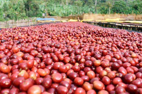High Quality Robusta Yellow Honey CQI 76-79 – Bild 2
