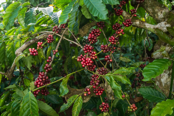 Fine Robusta Black Honey CQI 80+ – Bild 3