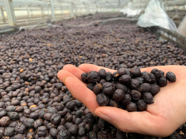 Fine Robusta Anaerobic Natural - CQI 84+ – Bild 4