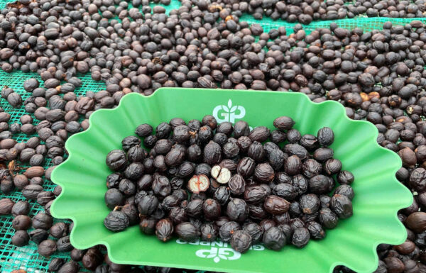 Fine Robusta Anaerobic Natural - CQI 84+