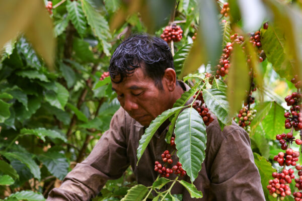 Fine Robusta Red Honey CQI 80+ – Bild 3