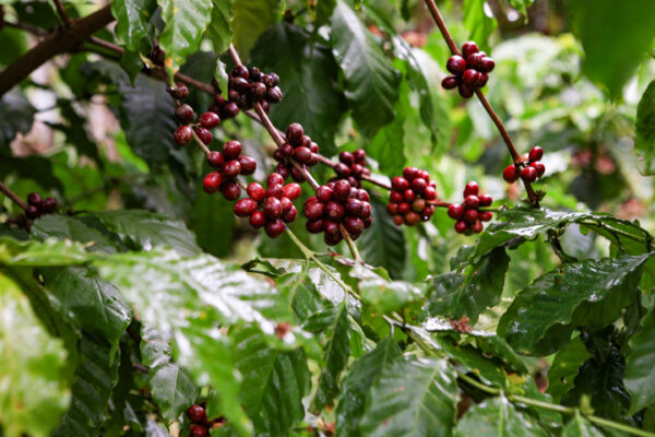 Fine Robusta Red Honey CQI 80+ – Bild 2