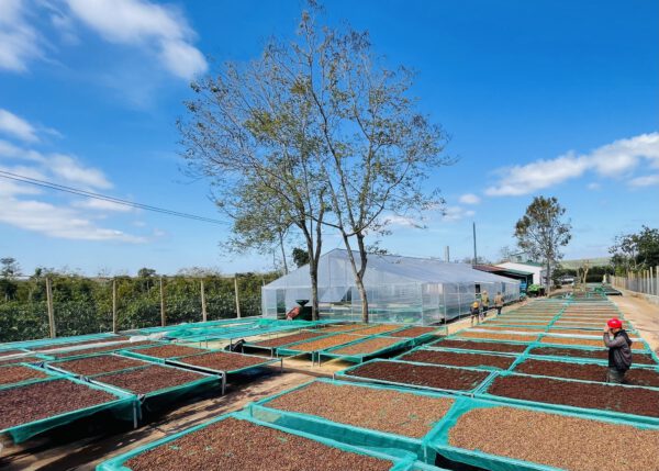 High Quality Robusta "Rô Sẻ" Golden Honey CQI 75-79 – Bild 4
