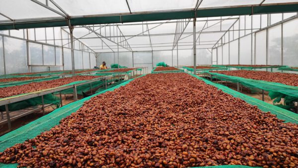 Fine Robusta Red Honey CQI 80+