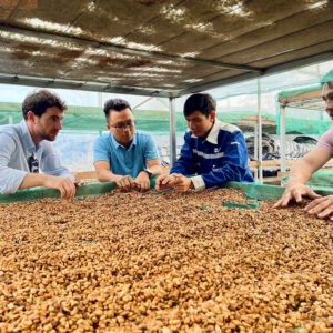 High Quality Robusta "Rô Sẻ" Golden Honey CQI 75-79
