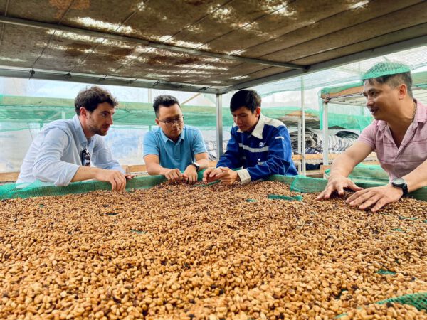 High Quality Robusta "Rô Sẻ" Golden Honey CQI 75-79