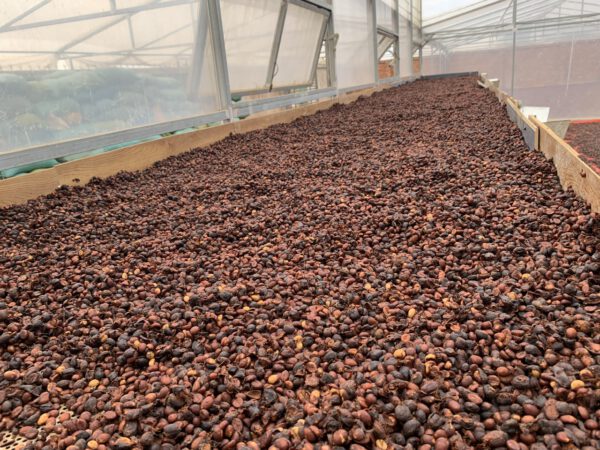 Fine Robusta Black Honey CQI 80+ – Bild 4