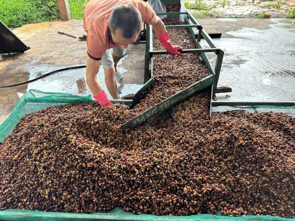 Khe Sanh, Quang Tri - Natural - CQI 84+ – Bild 3