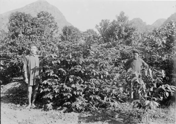 High Quality Robusta "Rô Sẻ" Golden Honey CQI 75-79 – Bild 2