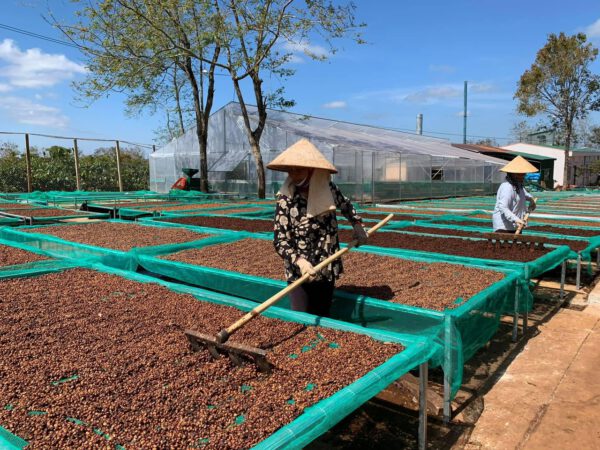 Fine Robusta Black Honey CQI 80+ – Bild 2