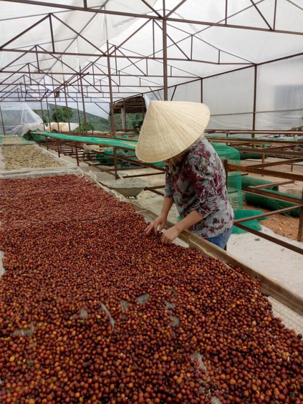 Khe Sanh, Quang Tri - Honey - CQI 85+ – Bild 2