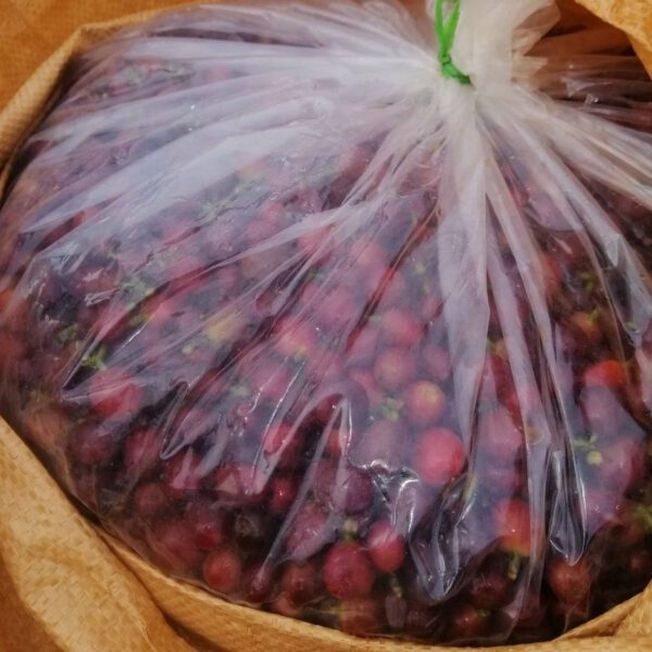 Khe Sanh, Quang Tri - Honey - CQI 85+ – Bild 3