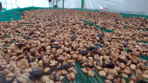 Khe Sanh, Quang Tri - Honey - CQI 85+ – Bild 4
