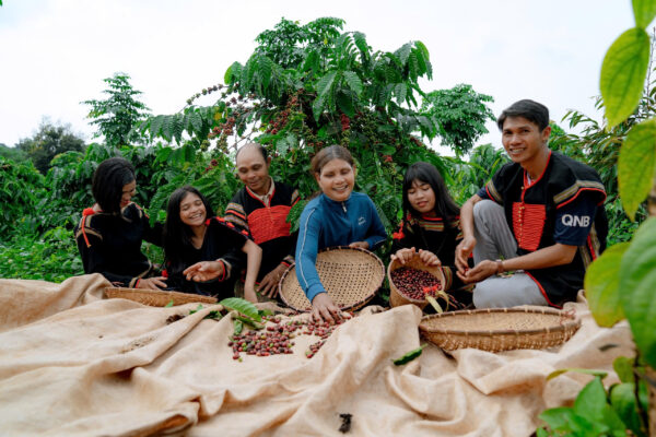 High Quality Robusta "Rô Sẻ" Golden Honey CQI 75-79 – Bild 5