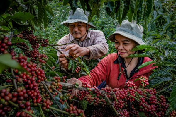High Quality Robusta "Rô Sẻ" Golden Honey CQI 75-79 – Bild 3